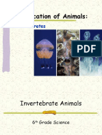 Classification of Animals