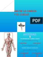 Arterias Cabeza y Cuello