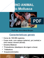 Aula 6 - Filo Mollusca