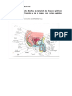 Anatomia