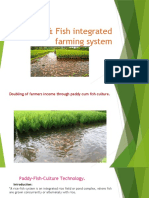 Paddy& Fish Integrated Farming System