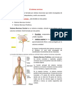 El Sistema Nervioso