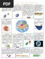 Célula Eucariota Animal