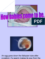 D Pregnancy