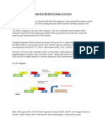 Yeast Two Hybrid System