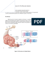 Lesson 10: The Muscular System Lesson Objectives:: Chemical, and Thermal Stimulation