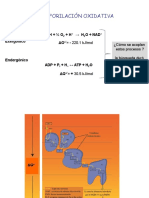 Fosforilación Oxidativa