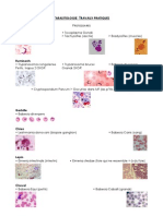 Parasitologie en Pratique