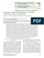 Optimization of Grafting Season On Cleft Grafting For Deploying Commercial Propagation of Tamarind (Tamarindus Indica) in Tamil Nadu