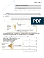 Worksheet Nervous System #2