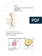 Medula Espinal