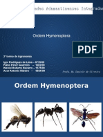 Ordem Hymenoptera II