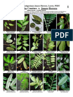 Arboles Comúnes de Jenaro Herrera