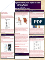 Emily Scroggs Microorganisms Affecting The Kidney