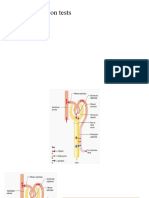 Tubular Function Tests