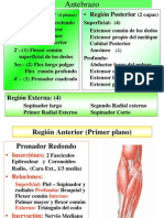 Musculos Del Antebrazo