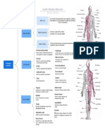 Cuadro Sinóptico Músculos