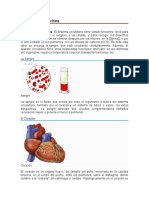 Circulación Sanguínea