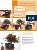 Bonsai Step by Step en