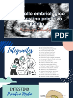 Intestino Primitivo Medio Grupo 4