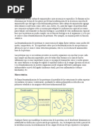 Informe Desnaturalización de La Proteinas.