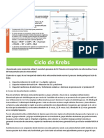 Ciclo de Krebs y Fosforilacion Ox