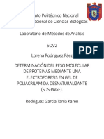 Determinación Del Peso Molecular de Proteínas Mediante Una Electroforesis en