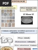 TP L2 Ostracodes Calpionelles