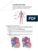 El Sistema Circulatorio