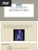 12 Sistema Respiratorio