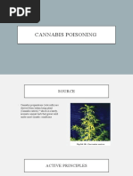 Cannabis Poisoning