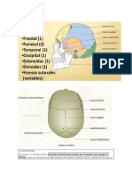 Huesos Craneos Imagenes