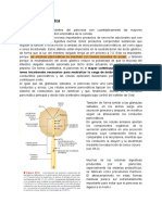 Copia de Secreción Pancreática