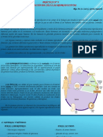 PRÁCTICA #9-Biología General