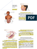 Resumo Do Sistema Digestório
