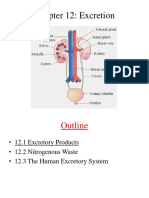 Chapter 12 - Excretion