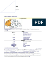 Prefrontal Cortex