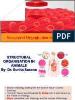 Structural Organisation in Animals