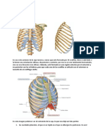 Clase Anatomia Caja Toraxica, Corazon y Circulacion Periferica Upd1s4