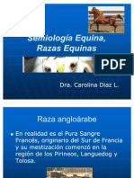 06 - Semiología Equina