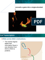 Transcription Converts A Gene Into A Single-Stranded RNA Molecule