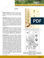 Yerba de La Plata: Equisetum Bogotense