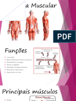 Sistema Muscular Slides