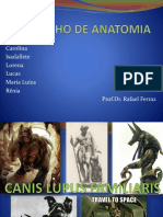 Trabalhodeanatomia Slide 150314141805 Conversion Gate01