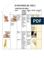 Musculos Profundos Del Cuello