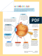 Infografía Anatomía