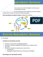 Sistema Reprodutor