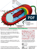 Endospora Flagelo y Adherencia