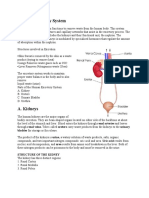 Excretory System