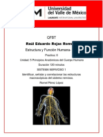 Sistema Nervioso Practica